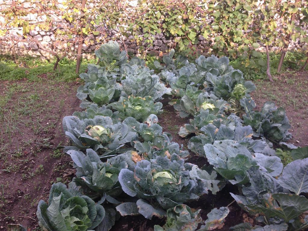 Eco Garten Guest House Shkodër 외부 사진