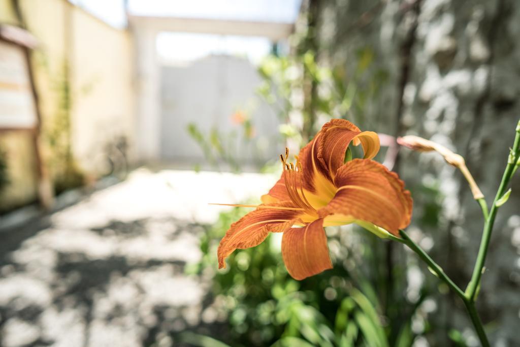 Eco Garten Guest House Shkodër 외부 사진
