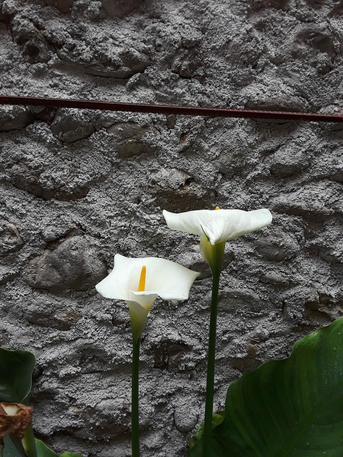 Eco Garten Guest House Shkodër 외부 사진