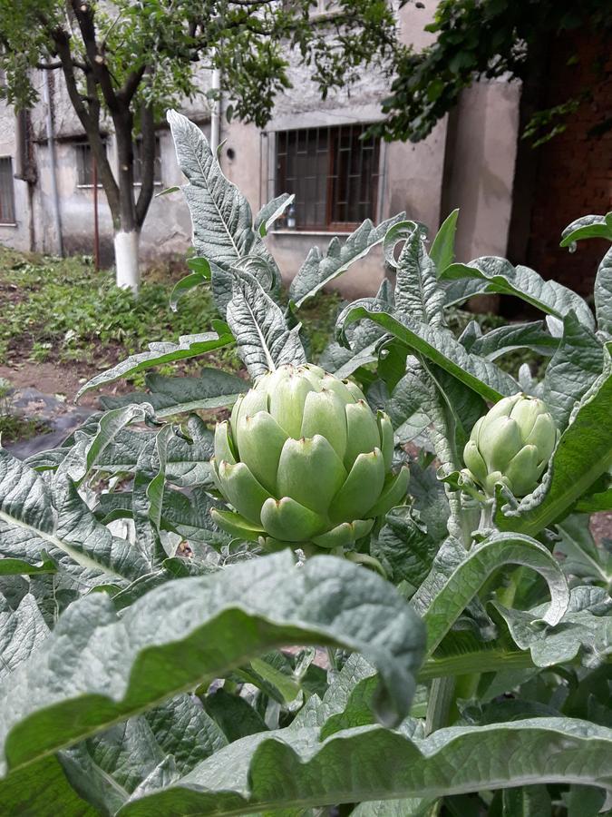 Eco Garten Guest House Shkodër 외부 사진